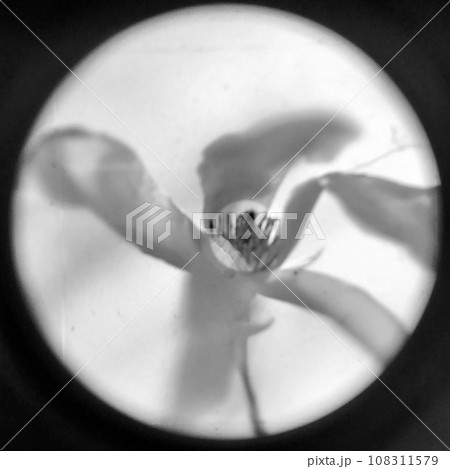 Blooming flower magnolia with green leaves, living natural nature 108311579