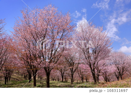 福島県耶麻郡北塩原村大塩　裏磐梯の峠斜面一面を覆う桜峠の満開のオオヤマザクラ並木 108311697