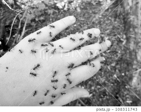 Baby hand on anthill with a swarm of wild brown small ants 108311743