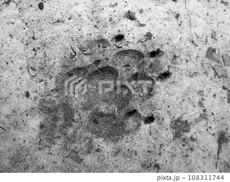 Photography to theme big footprint animal dog close up 108311744