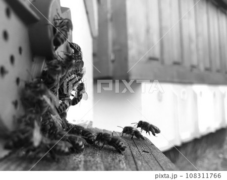 Winged bee slowly flies to beehive collect nectar for honey Winged bee slowly flies to beehive collect nectar for honey 108311766