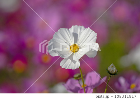 秋の日差しを日て輝くコスモスの花 108311917