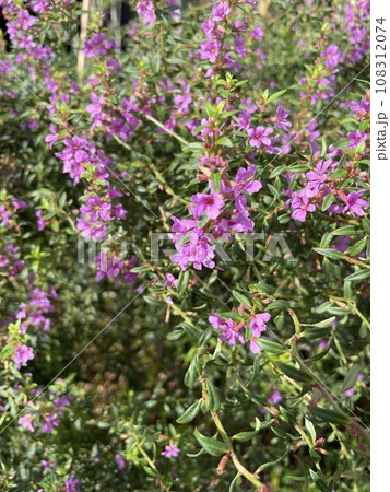 クフェア(メキシコハナヤナギ)の小花 秋に咲く草花 クフェア(メキシコハナヤナギ)の小花 秋に咲く草花 108312074