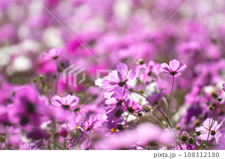 一面のコスモスの花 108312180