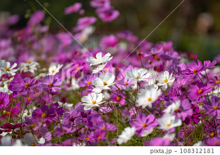 一面のコスモスの花 108312181
