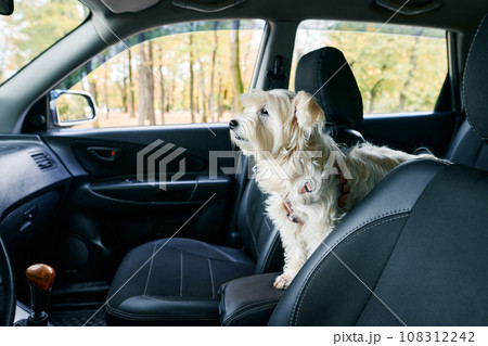 White fluffy dog sitting in car in the front passenger seat ready to travel White fluffy dog sitting in car in the front passenger seat ready to travel 108312242