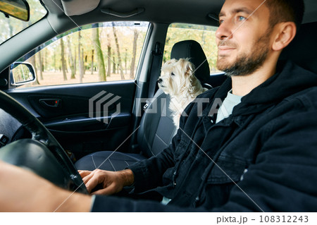 Young man driving a car with his white dog in the passenger seat enjoying road trip together Young man driving a car with his white dog in the passenger seat enjoying road trip together 108312243