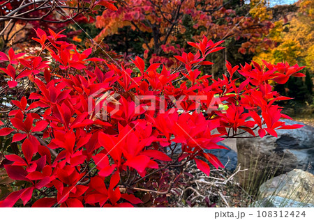 紅葉 真紅 植物 秋 108312424