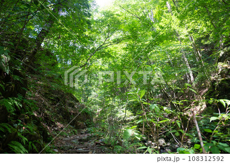 三頭山の登山道（東京都西多摩郡檜原村） 108312592