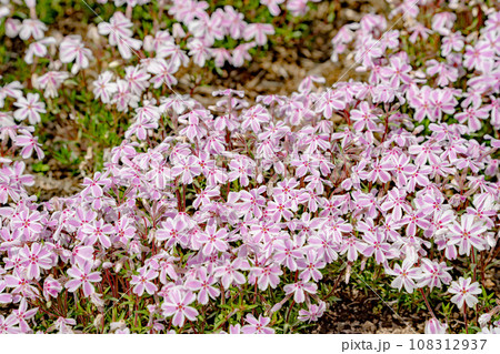富士芝桜まつり 108312937