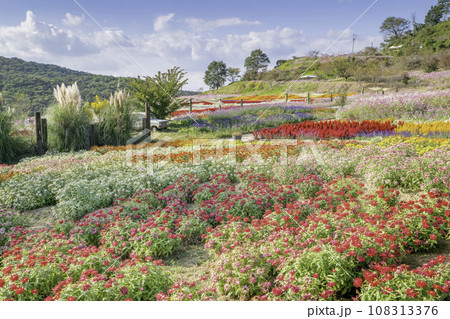 広島県世羅郡世羅町「花の駅せら」秋の花まつり 広島県世羅郡世羅町「花の駅せら」秋の花まつり 108313376