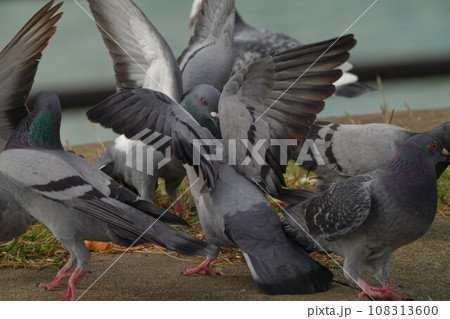 鳩の餌争奪戦 鳩の餌争奪戦 108313600