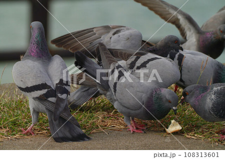 鳩の餌争奪戦 鳩の餌争奪戦 108313601