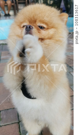 Pomeranian dog 108313617