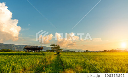 Green rice field with sunset skyac background. Countryside landscape. 108313891
