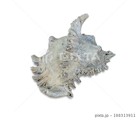 Sea shell isolated on white background include clipping path. 108313911