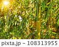Green Bamboo forest, Natural as background. 108313955
