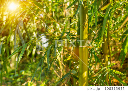 Green Bamboo forest, Natural as background. 108313955