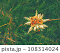 Edelweiss in nature. Rare alpine flower on wild mountain meadow. Leontopodium nivale 108314024