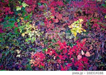 斜面を彩る苗木の紅葉、種で飛んでここへ生えて 斜面を彩る苗木の紅葉、種で飛んでここへ生えて 108314166