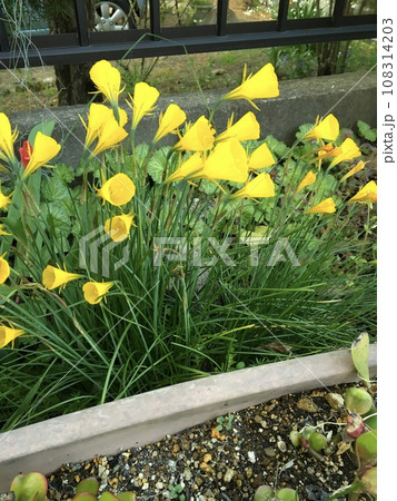 黄色い花 108314203