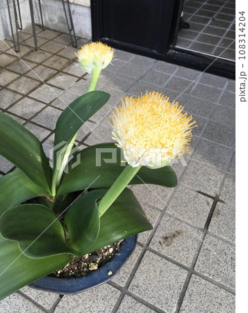 マユハケオモト   108314204