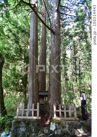 御岳神社里社若宮前の祠と杉 御岳神社里社若宮前の祠と杉 108314443