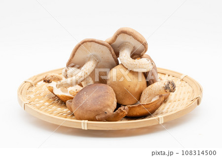 山盛りの椎茸がザルに乗せられている 山盛りの椎茸がザルに乗せられている 108314500