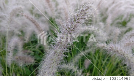 秋の味覚栗のイガと茶色い栗 秋の味覚栗のイガと茶色い栗 108314963