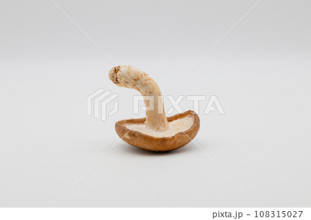 白背景と一個の椎茸　　指さしているように曲がっている石づき 108315027