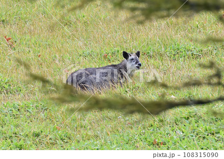 カモシカ~花を食べる~ カモシカ~花を食べる~ 108315090