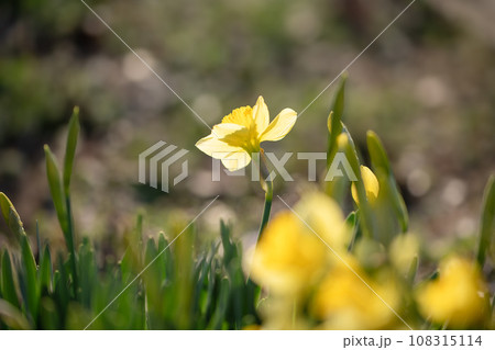 春を彩る水仙 春を彩る水仙 108315114