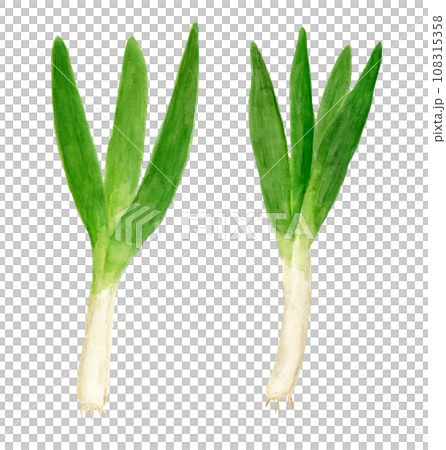 Hand-drawn watercolor illustration of Yamato futo green onion Hand-drawn watercolor illustration of Yamato futo green onion 108315358