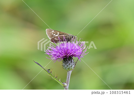 アザミと蝶 108315461