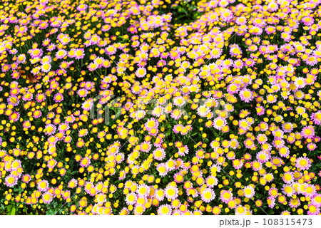 Many small pink chrysanthemums close up Many small pink chrysanthemums close up 108315473