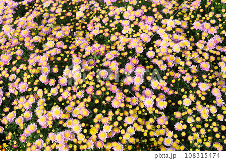 Many small pink chrysanthemums close up 108315474