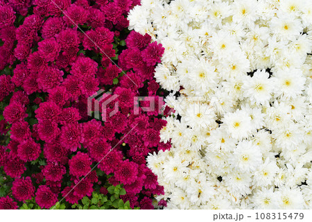 two varieties of chrysanthemum multiflora Brandove White and Talisman two varieties of chrysanthemum multiflora Brandove White and Talisman 108315479