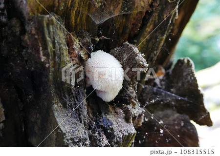 Aokigahara sea of tree Jyukai and hyoketsu ice cave in Mt Fuji and Mt Ohmuro in shizuoka and Yamanashi, Japan. 108315515