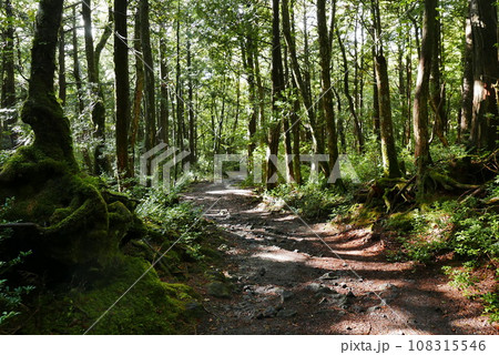 Aokigahara sea of tree Jyukai and hyoketsu ice cave in Mt Fuji and Mt Ohmuro in shizuoka and Yamanashi, Japan. Aokigahara sea of tree Jyukai and hyoketsu ice cave in Mt Fuji and Mt Ohmuro in shizuoka and Yamanashi, Japan. 108315546