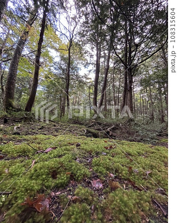 Aokigahara sea of tree Jyukai and hyoketsu ice cave in Mt Fuji and Mt Ohmuro in shizuoka and Yamanashi, Japan. 108315604