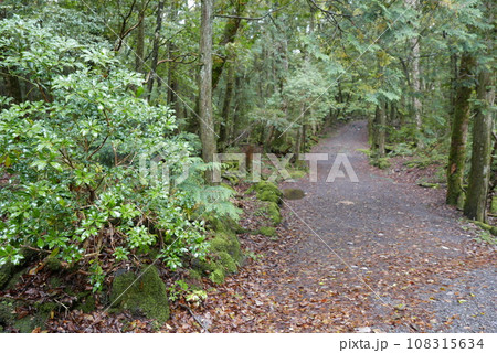 Aokigahara sea of tree Jyukai and hyoketsu ice cave in Mt Fuji and Mt Ohmuro in shizuoka and Yamanashi, Japan. 108315634