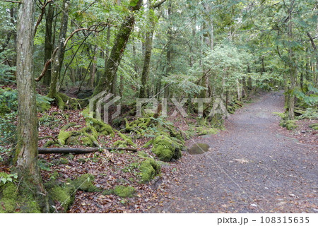 Aokigahara sea of tree Jyukai and hyoketsu ice cave in Mt Fuji and Mt Ohmuro in shizuoka and Yamanashi, Japan. 108315635