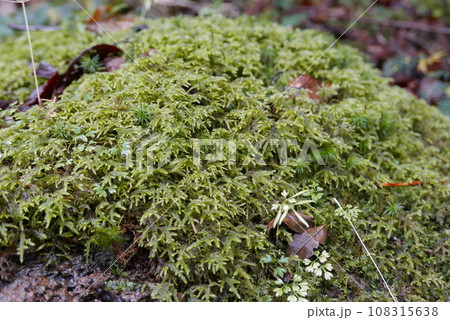 Aokigahara sea of tree Jyukai and hyoketsu ice cave in Mt Fuji and Mt Ohmuro in shizuoka and Yamanashi, Japan. 108315638