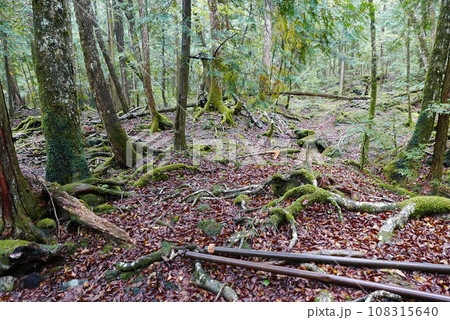 Aokigahara sea of tree Jyukai and hyoketsu ice cave in Mt Fuji and Mt Ohmuro in shizuoka and Yamanashi, Japan. 108315640