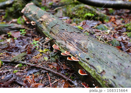 Aokigahara sea of tree Jyukai and hyoketsu ice cave in Mt Fuji and Mt Ohmuro in shizuoka and Yamanashi, Japan. 108315664