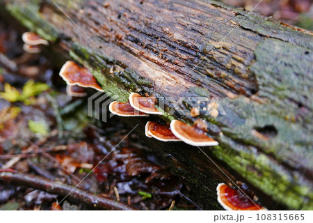 Aokigahara sea of tree Jyukai and hyoketsu ice cave in Mt Fuji and Mt Ohmuro in shizuoka and Yamanashi, Japan. 108315665