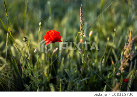 Beautiful red poppies at sunset. Field with blooming poppies. Green stems and red flowers. Beautiful field with poppies at sunset. The rays of the sun illuminate the blooming, red poppies. Beautiful red poppies at sunset. Field with blooming poppies. Green stems and red flowers. Beautiful field with poppies at sunset. The rays of the sun illuminate the blooming, red poppies. 108315730