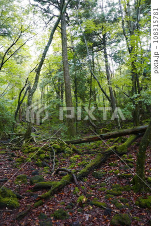 Aokigahara sea of tree Jyukai and hyoketsu ice cave in Mt Fuji and Mt Ohmuro in shizuoka and Yamanashi, Japan. 108315781