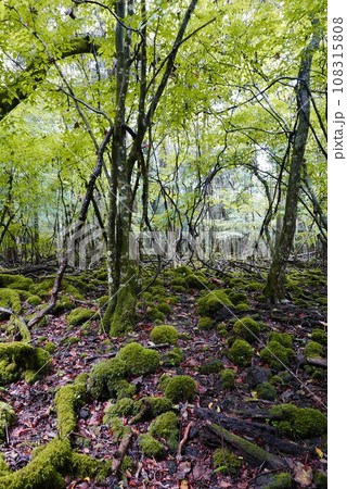 Aokigahara sea of tree Jyukai and hyoketsu ice cave in Mt Fuji and Mt Ohmuro in shizuoka and Yamanashi, Japan. 108315808