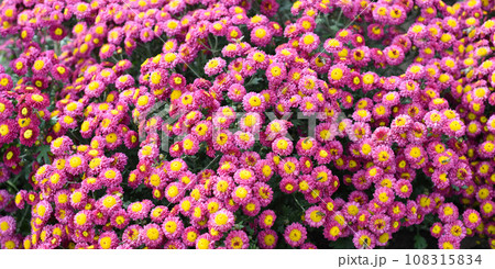 Bright pink Chrysanthemum close up 108315834